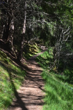 Path at Plodda Falls